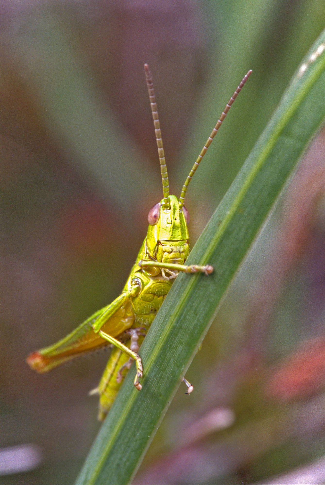 grasshopper